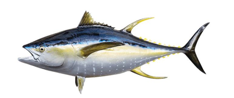 Ikan Tuna Sirip Kuning