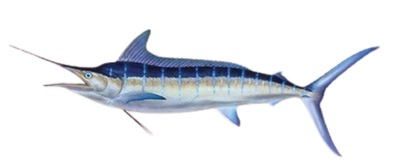 Ikan Marlin Beku